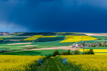Obraz premium field of rapeseed