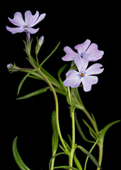 Fototapeta na wymiar Lilac flowers of phlox subulate, isolated on black background