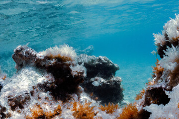 Mediterranean reef
