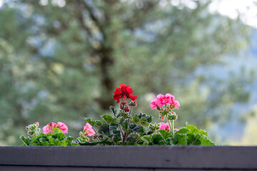 Fototapeta na wymiar beautiful red balcony flowers, geranium flowers
