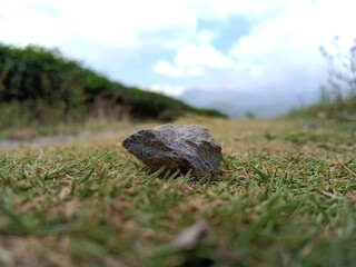 turtle on the grass
