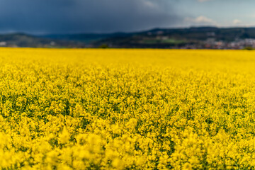 Obraz premium rapeseed field