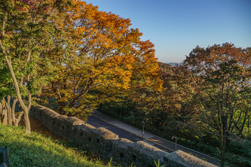 Obraz premium autumn foliage