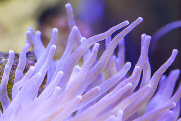 Fototapeta na wymiar Eine wunderschöne Anemone in einem Meerwasseraquarium.