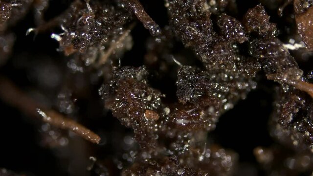 Parasitic worms Nematoda under the microscope. The movement of worms in the soil contaminated by them. They damage plants, flowers and are considered pests, can cause human disease