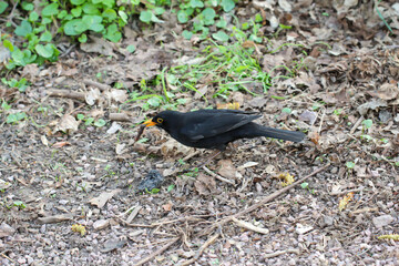 Eine Amsel, hier ein Mänchen sucht nach Würmer im Gras und unter dem Laub.
