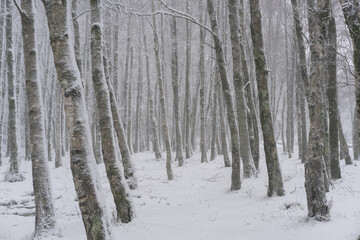Fototapeta premium Pine trees covered in snow on a white winter landscape in Mondim de Basto, Portugal