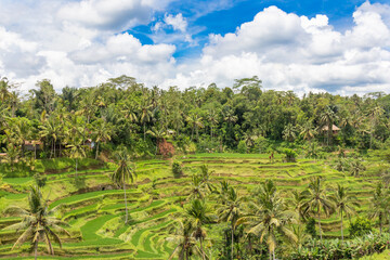 Fototapeta na wymiar Beautiful rice terraces of Tegallalang, Bali, Indonesia. Wonderful green landscape.