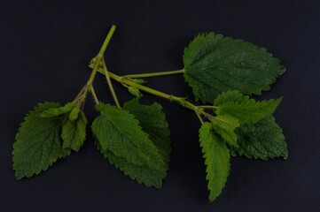 Feuilles de mélisse fraîches en gros plan sur fond noir