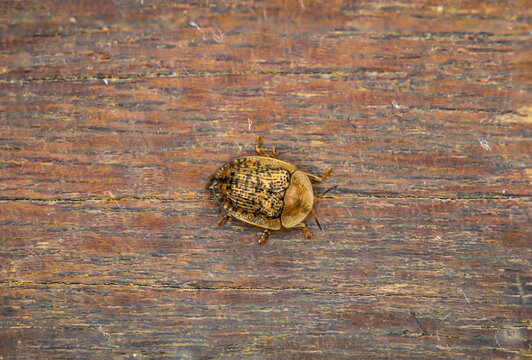 Eine Makroaufnahme eines K&auml;fers oder einer Wanze auf einem Brett.