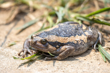 Close-up kaloula pulchra, fat, round, chubby female in the rainy season. Shaped like a frog