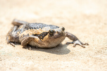 Close-up kaloula pulchra, fat, round, chubby female in the rainy season. Shaped like a frog