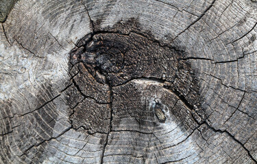 Eine Holztextur eines zerschnittenen Baumes der bereits verwittert.