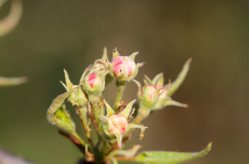 Die ersten jungen frischen Triebe im Frühjahr an den Bäumen kommen mit aller Macht der Natur.