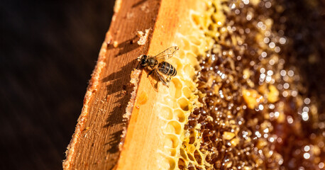 Beekeeping. frames for honey extraction, A tool of the beekeeper to work with bees, The beekeeper removes the wax lids from honeycombs frames