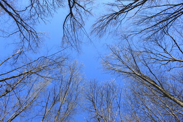Leafless trees stand against a bright blue sky on a spring sunny day