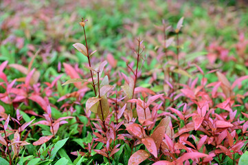 Closeup of Nature view of green leaves that have been eaten by a worm on blurred greenery background in forest. Leave space for letters, Focus on leaf and shallow depth of field.