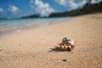 Big sea shell on the tropical sand beach.