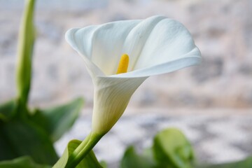 Close up on a white calla lily