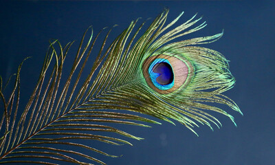 peacock feather, close-up, gray background