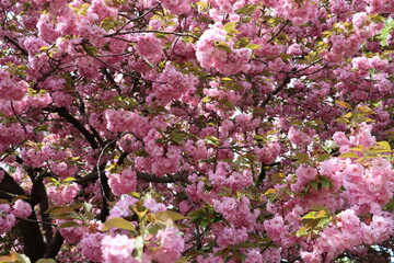 Sakura Blossoms - Spring - Pink Background.