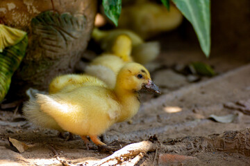 Many newborn little yellow ducklings
