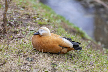 Brown-white adult female duck on a green lawn in the city park