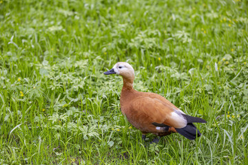 Brown-white adult female duck on a green lawn in the city park