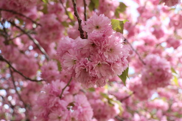 Sakura flowers - Delicate leaves - Pink background.