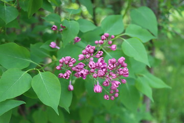 Lilacs are just starting to bloom in spring.