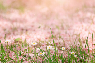 Pink background with blurred meadow land daisy flowers close-up. Delicate wild flowers in pastel shades, with grass blades. Spring, summer background.