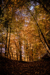 Fototapeta premium autumn in the forest