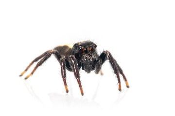 Image of biting jumping spider (Opisthoncus mordax) on white background. Insect. Animal