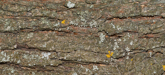 Bark texture with moss on the old pear tree.