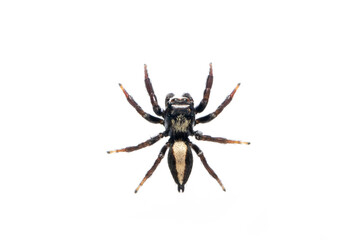 Image of biting jumping spider (Opisthoncus mordax) on white background. Insect. Animal