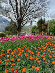 Üppige Tulpenpracht im Innsbrucker Rapoldipark