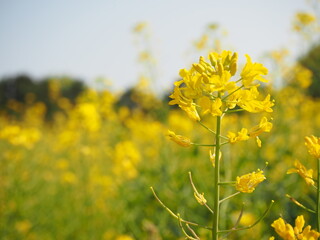 美しい菜の花のクローズアップ