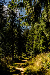 Obraz premium forest in the morning