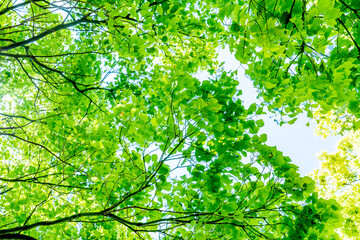Fototapeta na wymiar 木々の緑と光