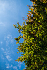 tree