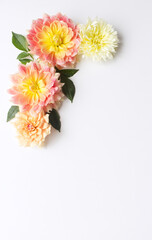 Flowers composition. Dahlias flowers on white background. Valentine's day, Mother day, women's day, spring concept. Flat lay, top view, copy space. Space for text.
