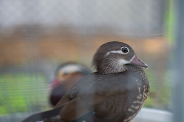 Close-up young Mandarin Duck - Aix galericulata