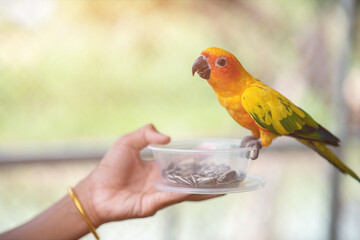 Beautiful colorful Sun Conure parrots eating on a hand