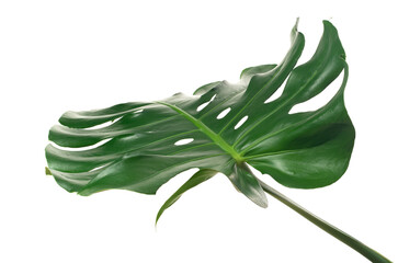 fresh monstera leaf isolated on white backround