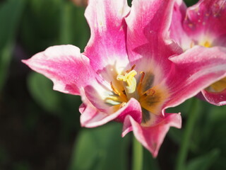 Fototapeta na wymiar 美しいチューリップの花のクローズアップ