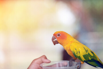 Beautiful colorful Sun Conure parrots eating on a hand