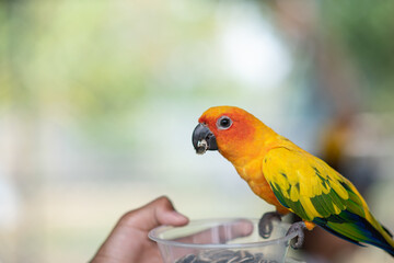Beautiful colorful Sun Conure parrots eating on a hand