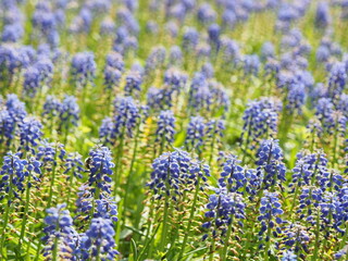 ムスカリアルメニアカムの美しい花畑