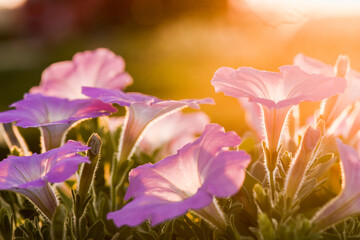Cosmos flowers blooming in the sunset