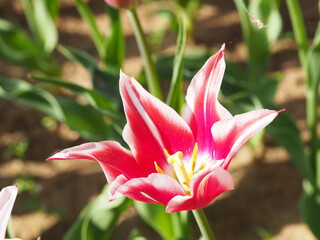 美しいチューリップの花のクローズアップ